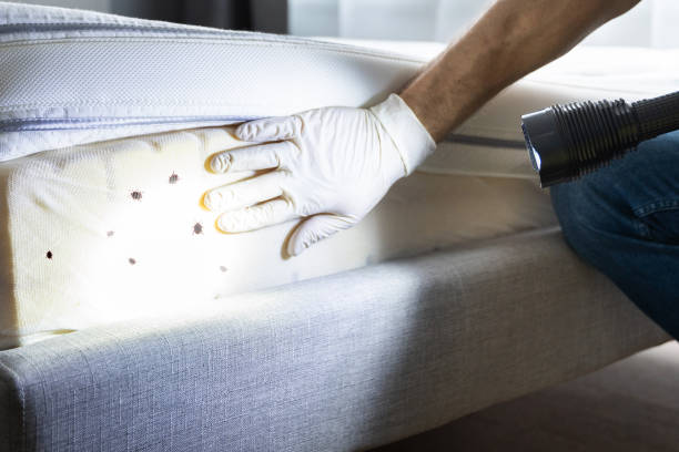 Wasp Removal Services in Deale, MD